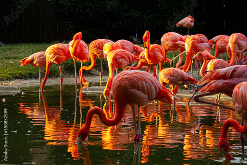 A flock of pink flamingos in the lake at sunset.