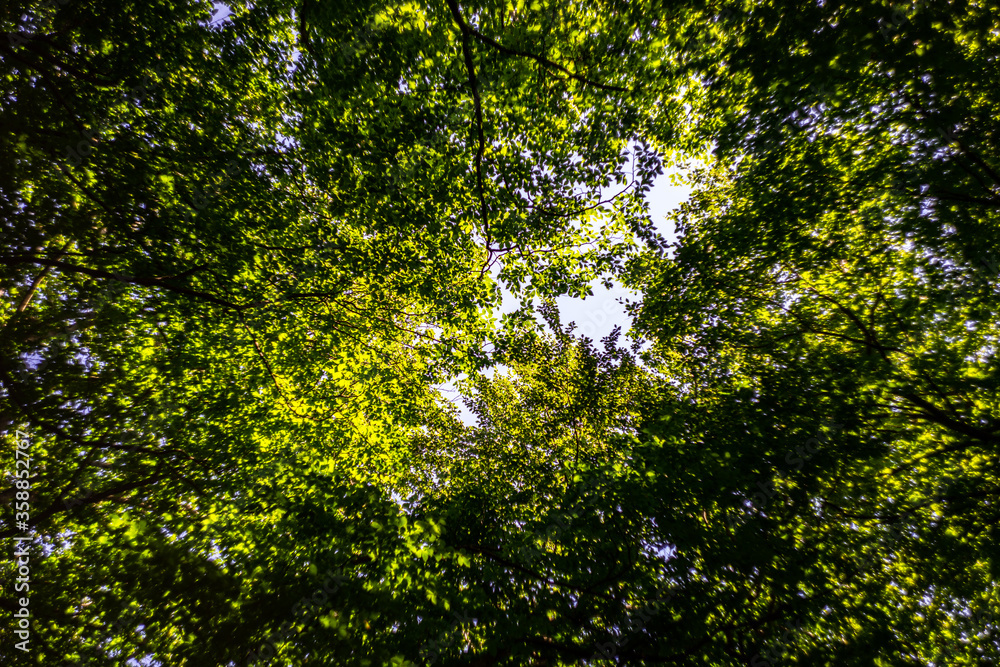 Green leaves on the sky background Green leaves on the sky background