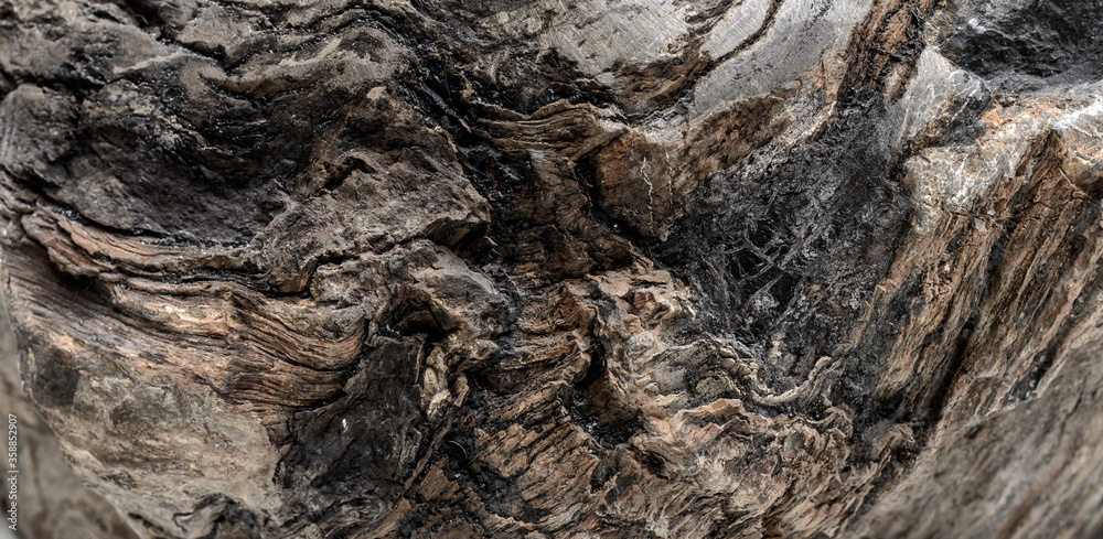 Fototapeta premium Petrified wood texture. Окаменелое дерево.