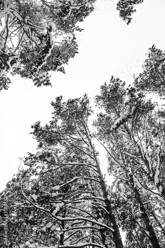 Winter forest. Trees. Snow. Winter landscape.