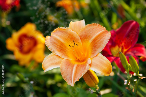 daylily garden © fgsmiles