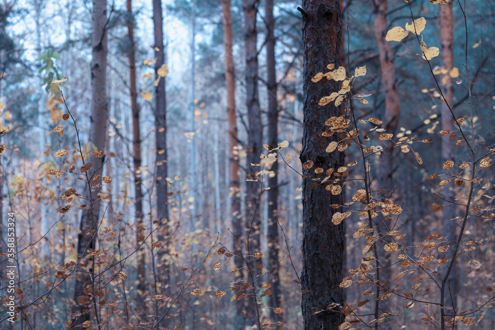 Fototapeta premium autumn background blurred bokeh landscape trees, leaves and sky. Yellow autumn leaves. Autumn forest