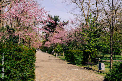 A deserted urban walking street lit by sunlight through a park with blooming pink flowers of a crimson tree and green lush trimmed bushes.