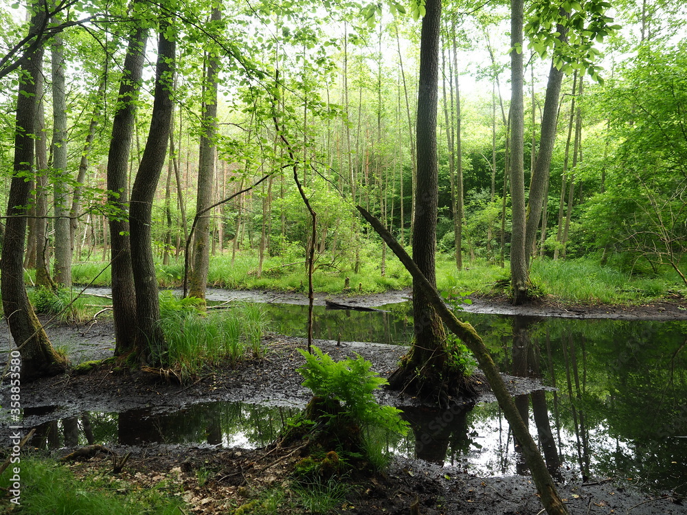 A stream in a forest, Bielin Poland A stream in a forest, Bielin Poland
