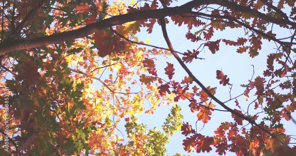 Sky view with close up on branches tree while sun rays falling thru in a beautiful autumn garden or park display of millions of shades of red and orange. Toned video. Prores 422. Sky view with close up on branches tree while sun rays falling thru in a beautiful autumn garden or park display of millions of shades of red and orange. Toned video. Prores 422.