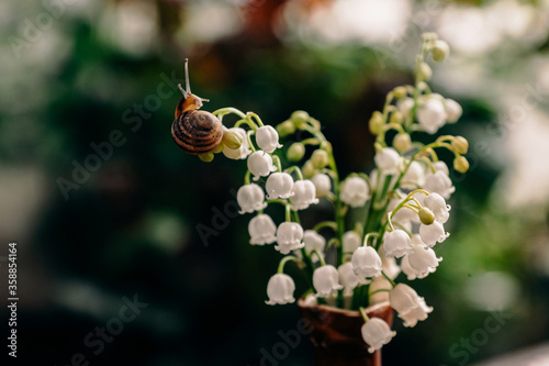 A small snail crawls on a thin stalk of a lily of the valley blooming with white flowers, located in a bouquet against a background of bokeh of bushes and trees