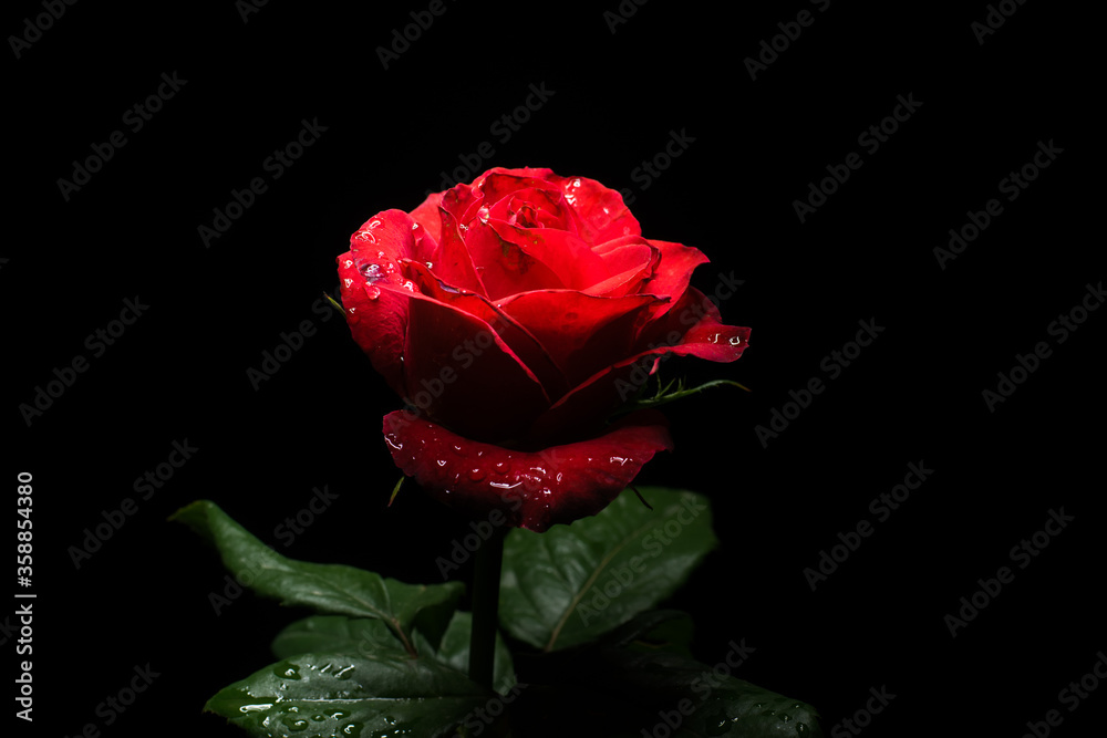 Scarlet rose with dew drops on the petals Scarlet rose with dew drops on the petals