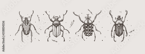 Large set of hand-drawn beetles on a light isolated background. Insects vector illustration in vintage style. Design element for zoological composition, poster, cover, brochure.