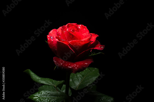 Fototapeta Naklejka Na Ścianę i Meble -  Scarlet rose with dew drops on the petals