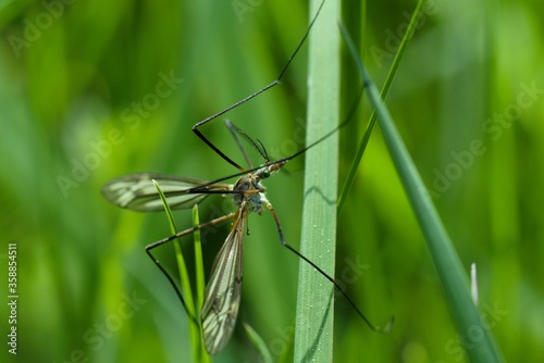 Big mosquito sitting on the green grass  © mkupiec7