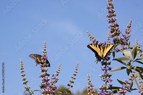 butterflies on chaste tree