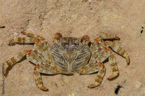 КРАБ, Red crab. Red sea. Egypt. close up. Top view. 