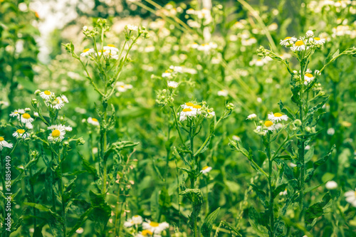 Nature in summer, wild flowers in meadow. Matricaria chamomilla Сhamomile or Italian/German/Hungarian Chamomile. Аlowers сhamomile ordinary closeup. background with medicinal сhamomile.