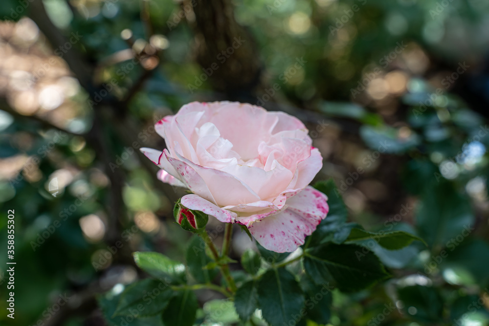 Beautiful pink rose and natural green leaf in the garden. Beautiful pink rose and natural green leaf in the garden.