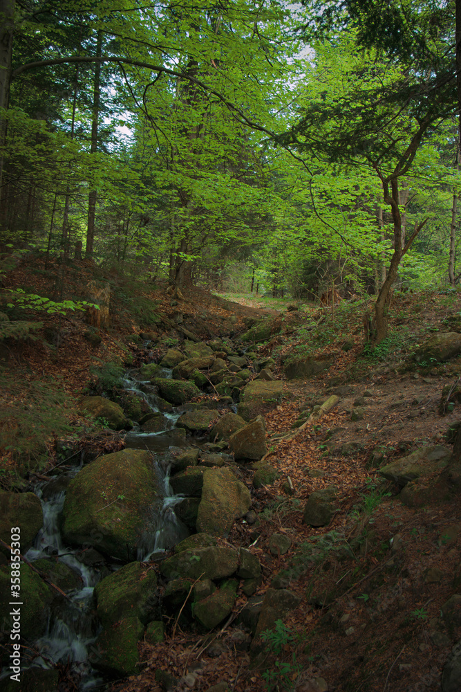In the Carpathian forests strewn with a variety of vegetation