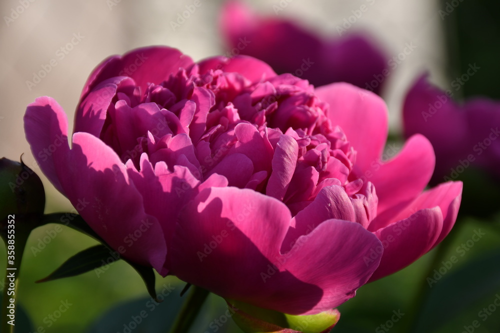 Obraz premium Blooming pink peony close-up. Beautiful petals.