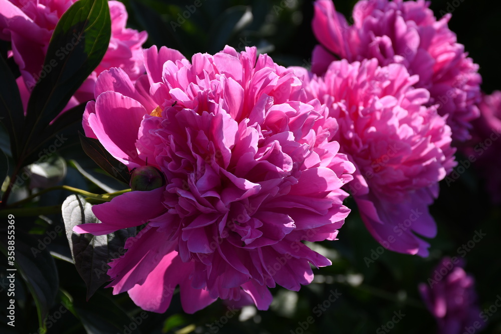 Blooming pink peony close-up. Beautiful petals.