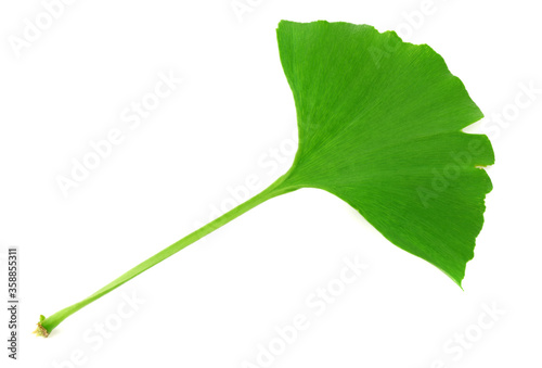 Ginkgo biloba leaves isolated on white background. top view