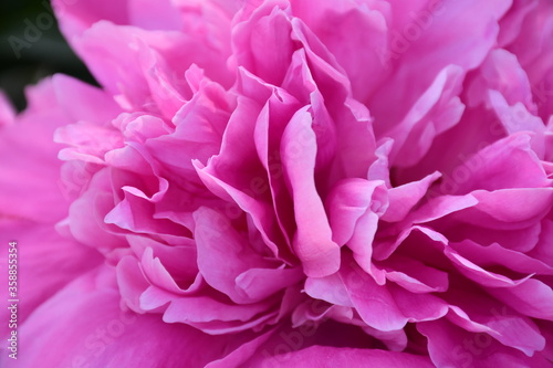 Blooming pink peony close-up. Beautiful petals.