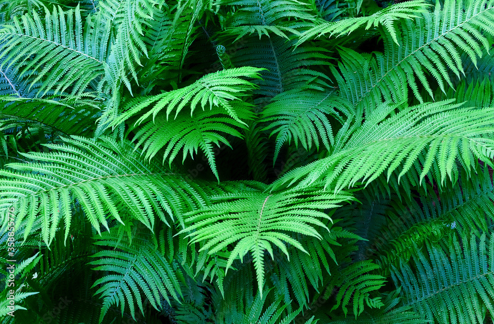 fern bush, natural background fern bush, natural background