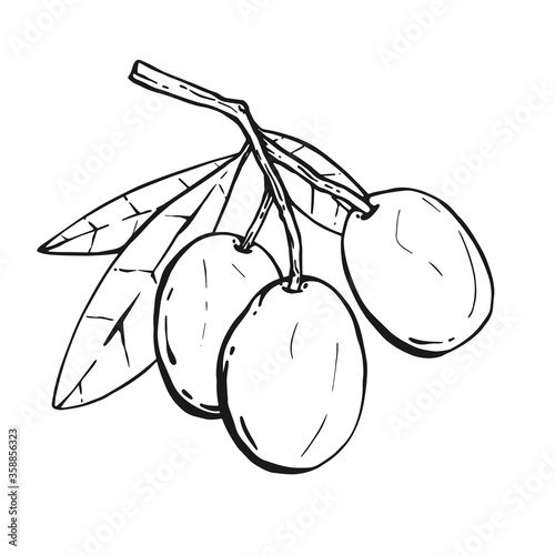 Olive branch sketch vector illustration, olives hand drawn isolated