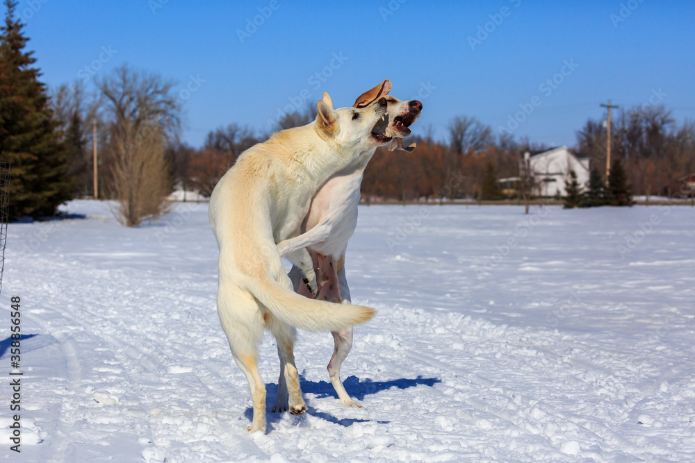 Two white dogs playing in the snow. Two white dogs playing in the snow.