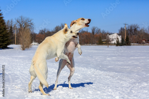 Two white dogs playing in the snow.