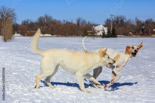 Two white dogs playing in the snow.