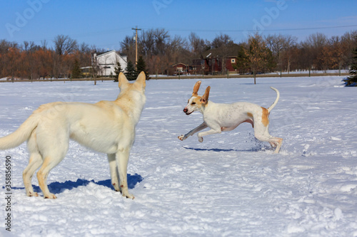 Two white dogs playing in the snow.