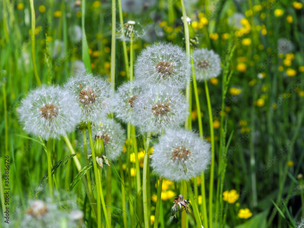 dandelion in green grass dandelion in green grass