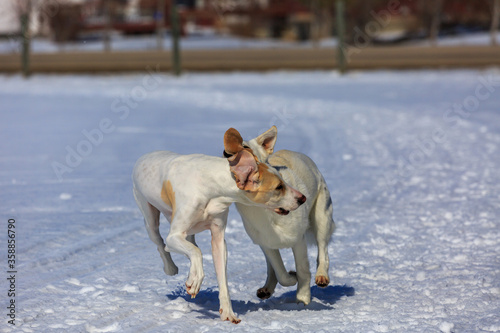 Two white dogs playing in the snow.