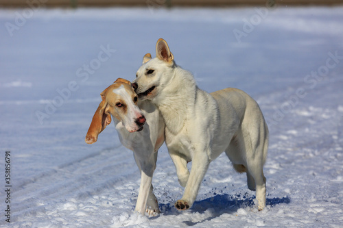 Two white dogs playing in the snow.