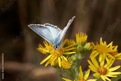 A Chalk Hill Blue Butterfly nectaring on Ragwort.