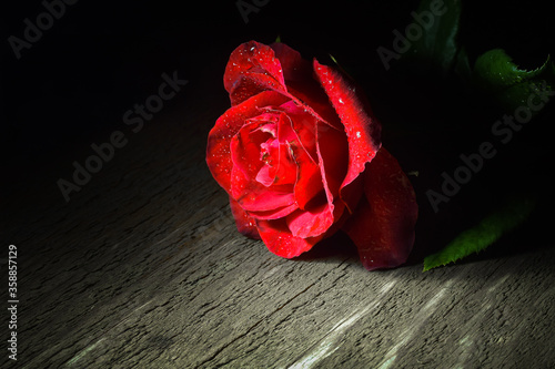 Fototapeta Naklejka Na Ścianę i Meble -  Scarlet rose on a stem with green leaves and drops of dew on the petals lies on old boards