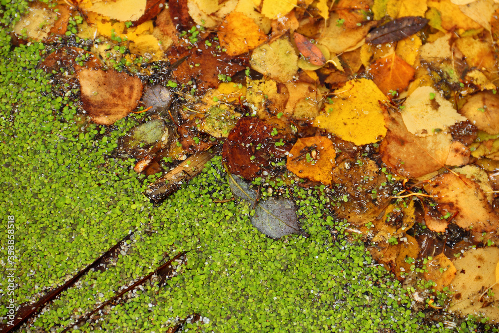 Beautiful autumn background wet yellow, green and brown leaves at the swamp surface, close up Beautiful autumn background wet yellow, green and brown leaves at the swamp surface, close up