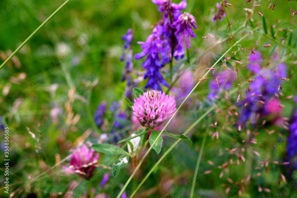 Red clover and blue vetch, wold flowers close-up in Finland Red clover and blue vetch, wold flowers close-up in Finland