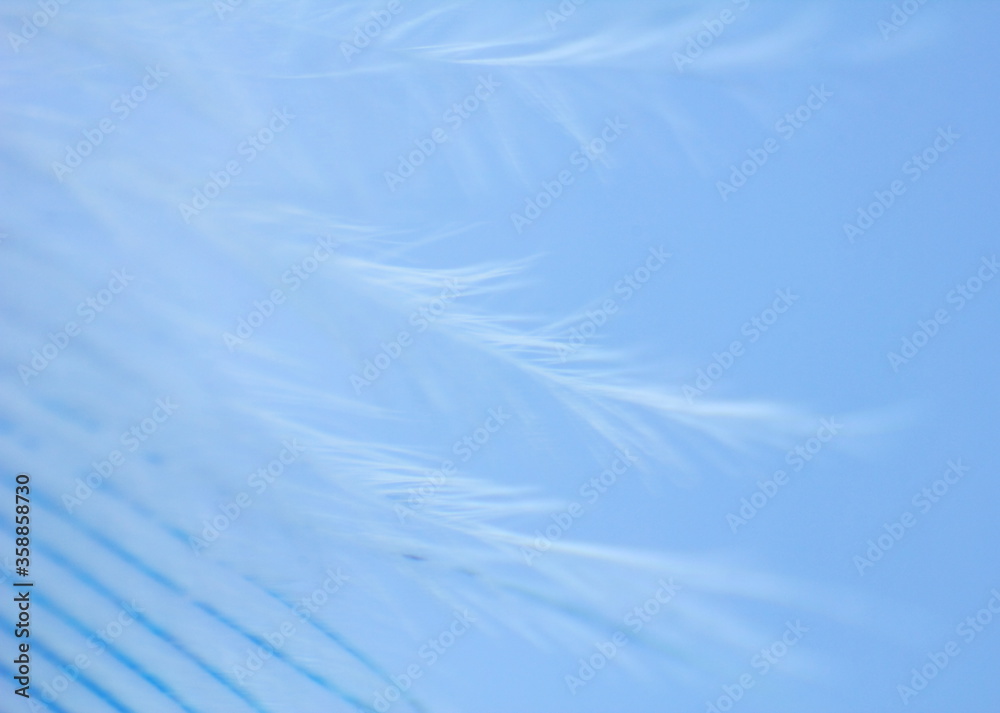 Fototapeta premium Beautiful image in blue and white tones - parrot feather close up, macro