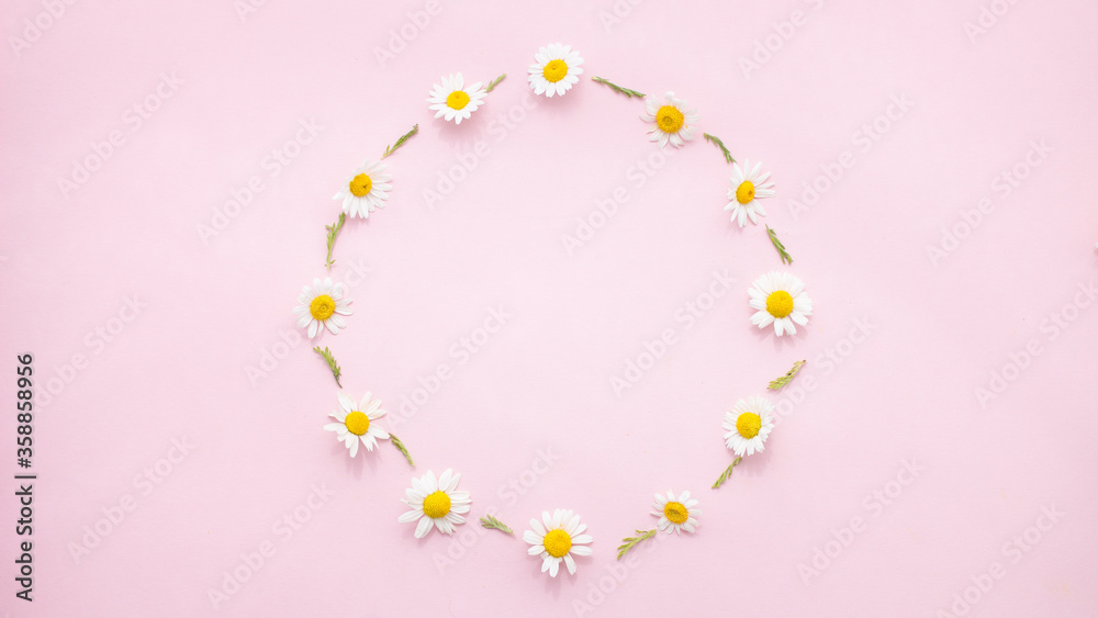 Round frame with chamomiles flowers and petals isolated on pink background.Daisy flowers composition.Copy space.White camomiles flowers with yellow heart.Flat layer,top view. Spring or summer concept