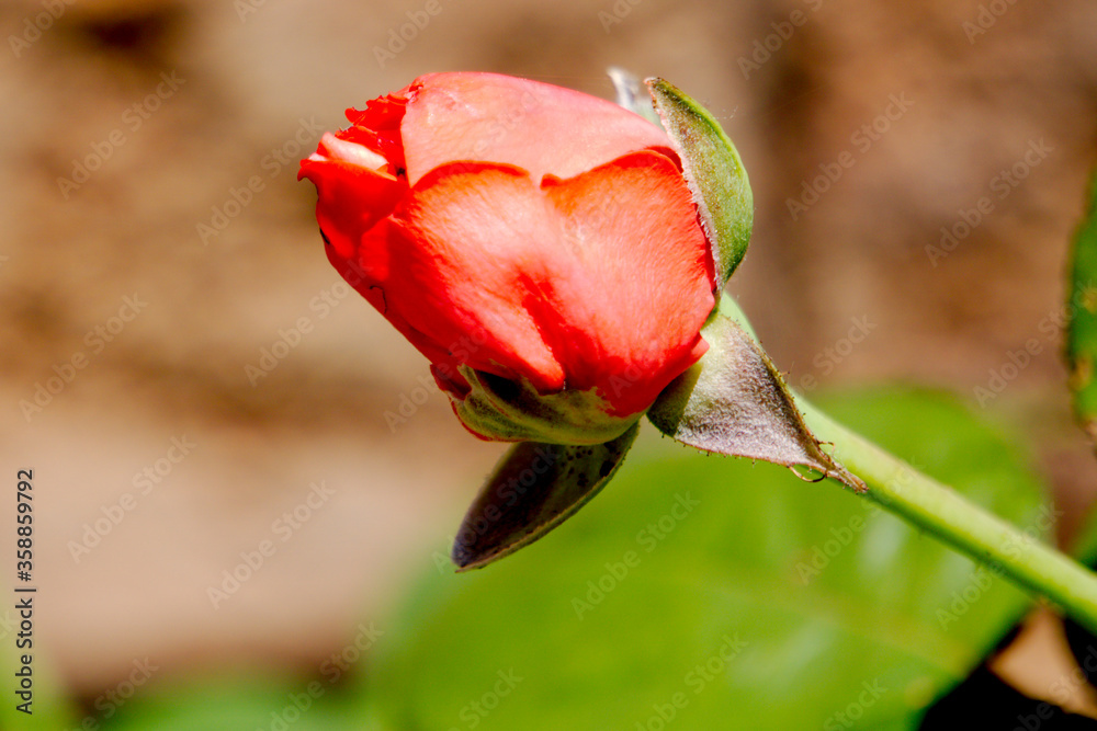 Orange rose bud closeup with wall background