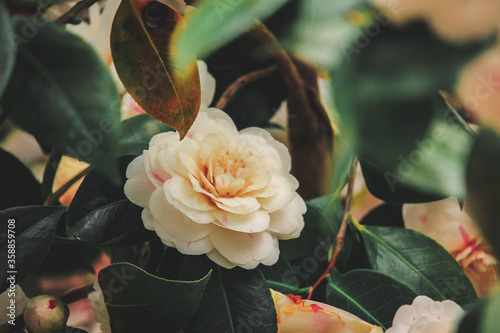 Japanese camellia. This plant is beyond stunning with multicolor flowers! I feel so excited to have discovered this species. 