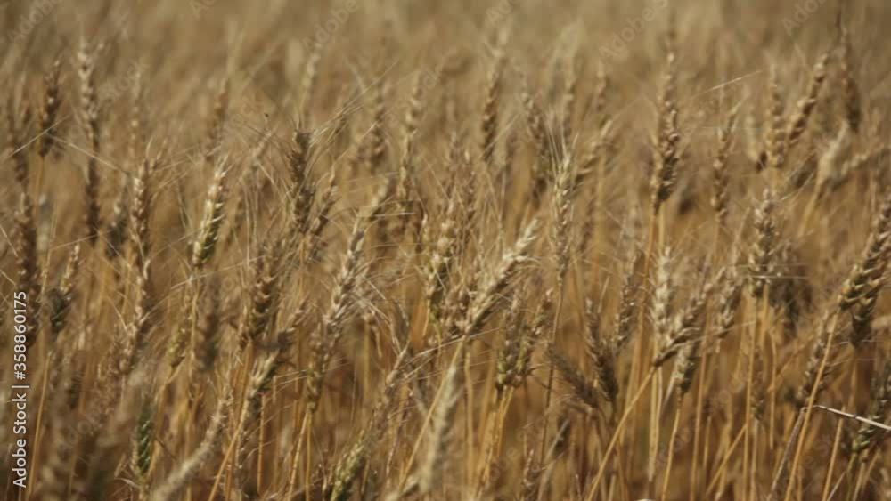 Wheat field ready for harvest, Alberta Canada Wheat field ready for harvest, Alberta Canada