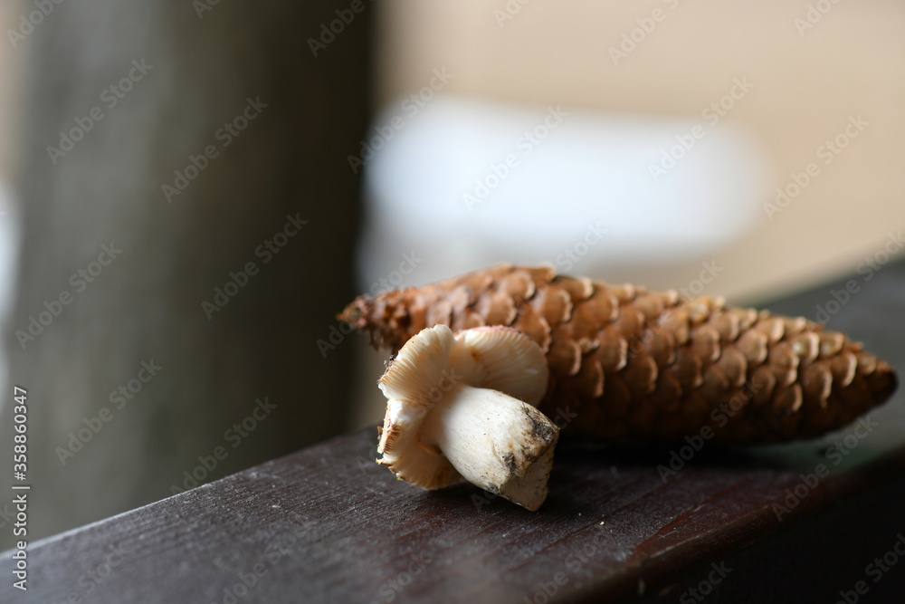 still life with cones mushrooms and spruce branch on a wood background still life with cones mushrooms and spruce branch on a wood background