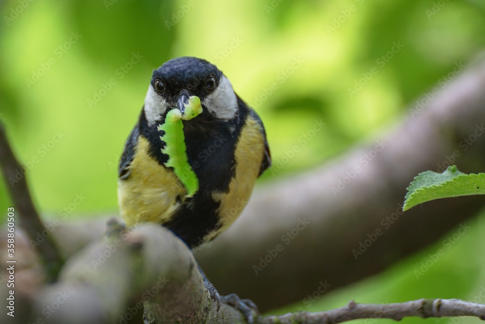 Fototapeta premium The great tit carries a caterpillar to the young. Czechia. Europe. 
