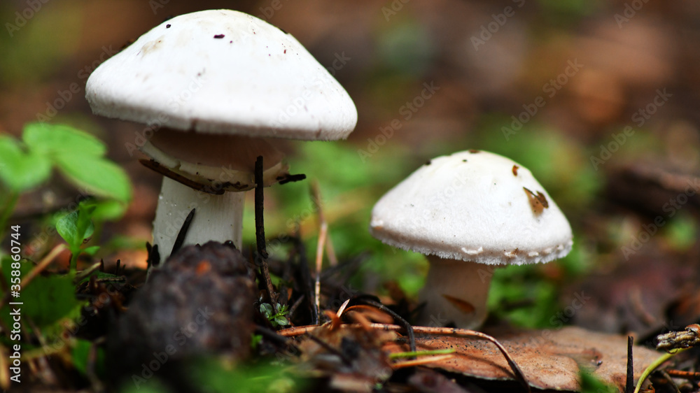 summer mushrooms crawled out of the earth after a night rain summer mushrooms crawled out of the earth after a night rain