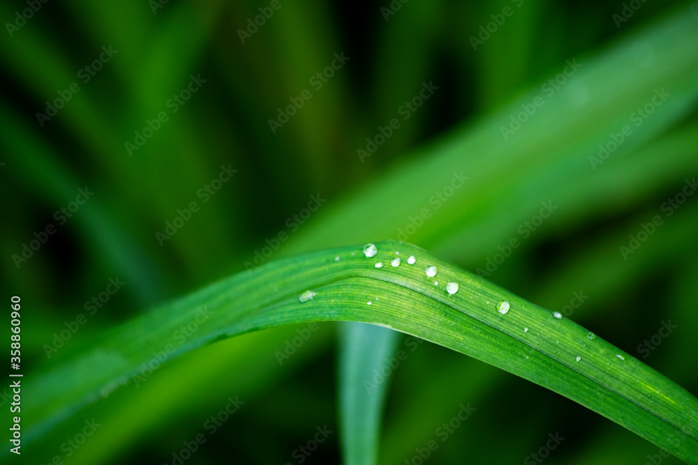 green leaf of lily of the valley after rain in the forest green leaf of lily of the valley after rain in the forest