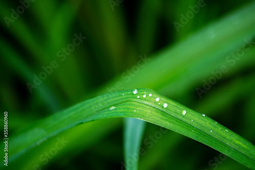 green leaf of lily of the valley after rain in the forest