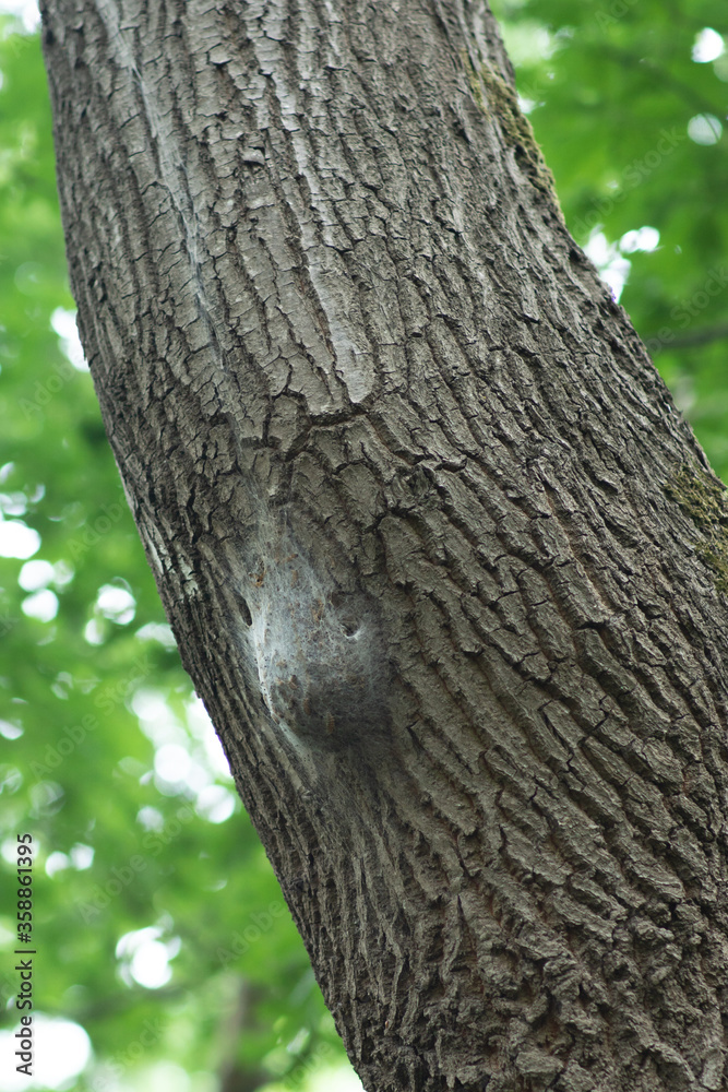 cocoon of oak processionary caterpillars on oak trunk. Dangerous insects on a tree. cocoon of oak processionary caterpillars on oak trunk. Dangerous insects on a tree.