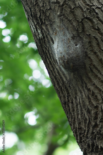 Obraz na płótnie cocoon of oak processionary caterpillars on oak trunk. Dangerous insects on a tree. w salonie
