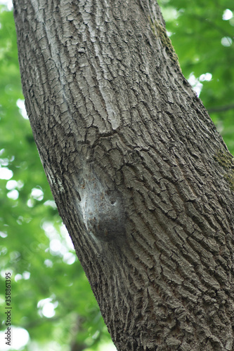 Obraz na płótnie cocoon of oak processionary caterpillars on oak trunk. Dangerous insects on a tree. w salonie