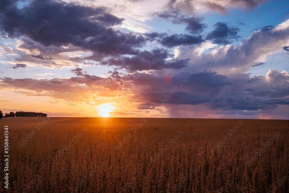 sunset, soy, agriculture, plantação de soja, rural soy